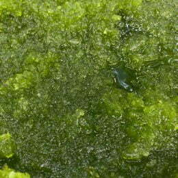 Doce a granel em calda Serra Mineira : Mamão ralado