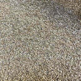 Quinoa branca grão