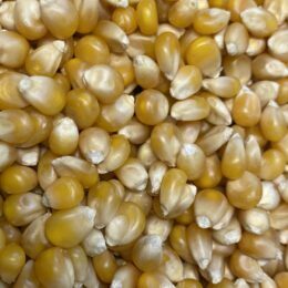 Milho de pipoca Pachá