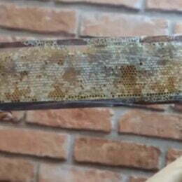 Favo de mel Apisserra placa de madeira maior