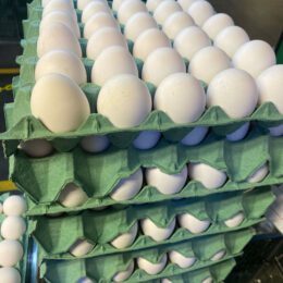 Ovo branco extra